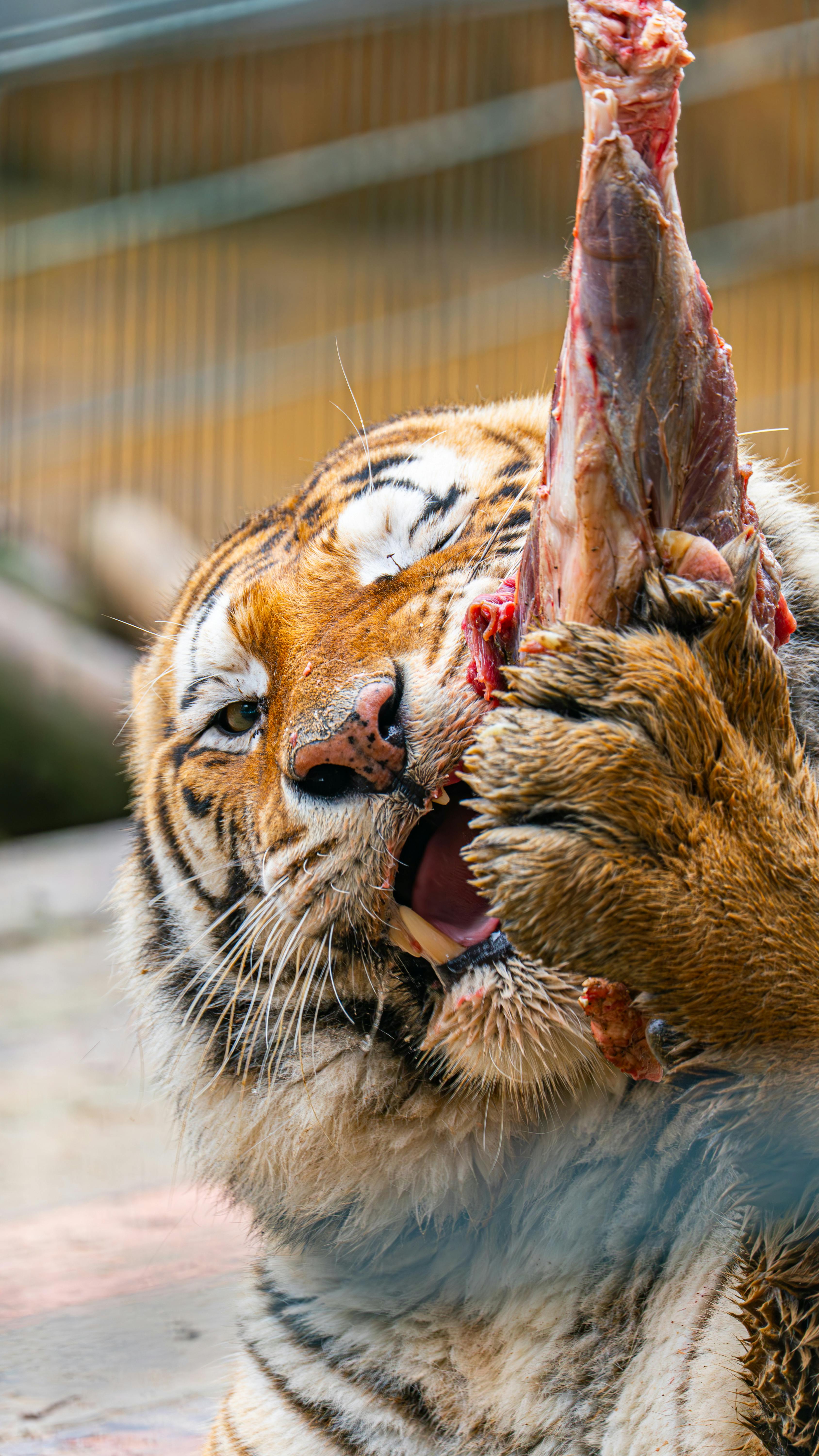 Close-up of a tiger eating raw meat · Free Stock Photo, image size:3376x6000