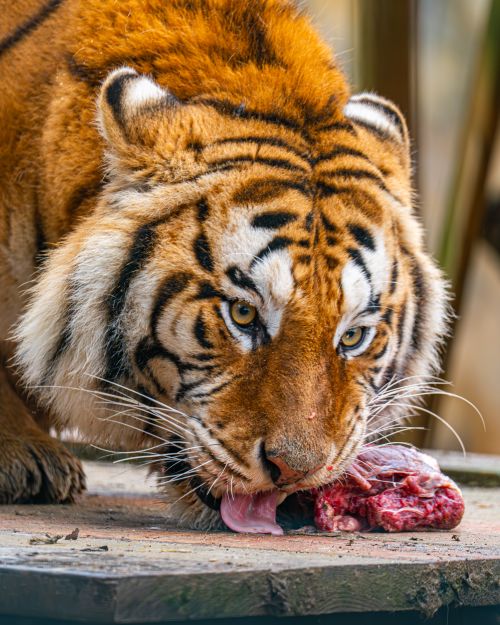 Free A fierce tiger intensely devours fresh meat, showcasing its wild nature. Stock Photo