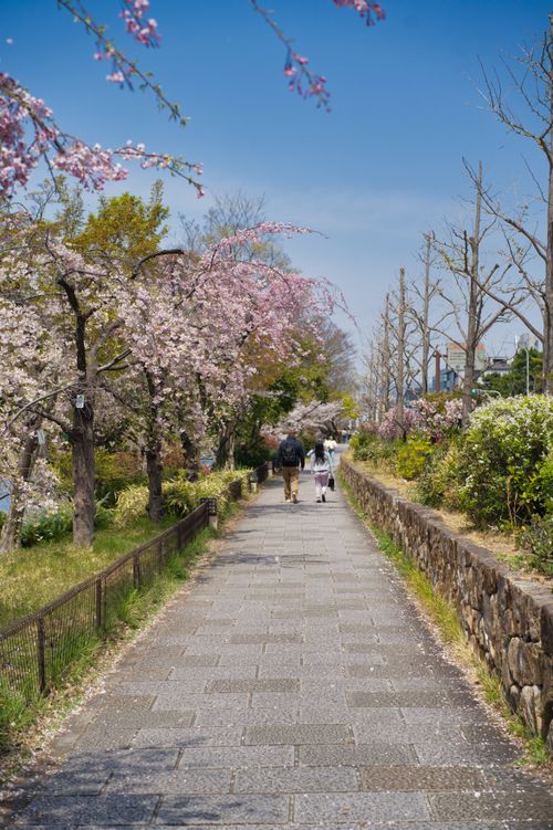 Free Scenic pathway in Kyoto with cherry blossoms, capturing spring tranquility and vibrant colors. Stock Photo