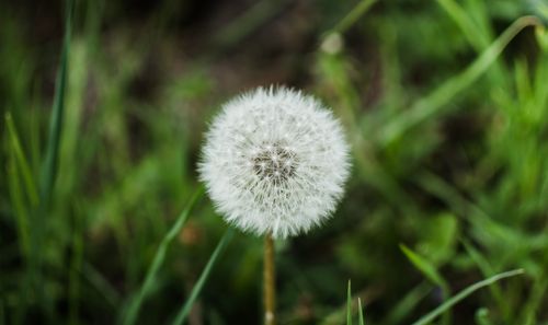 Free Detailed view of a dandelion puffball in a grassy meadow, showcasing natural textures. Stock Photo