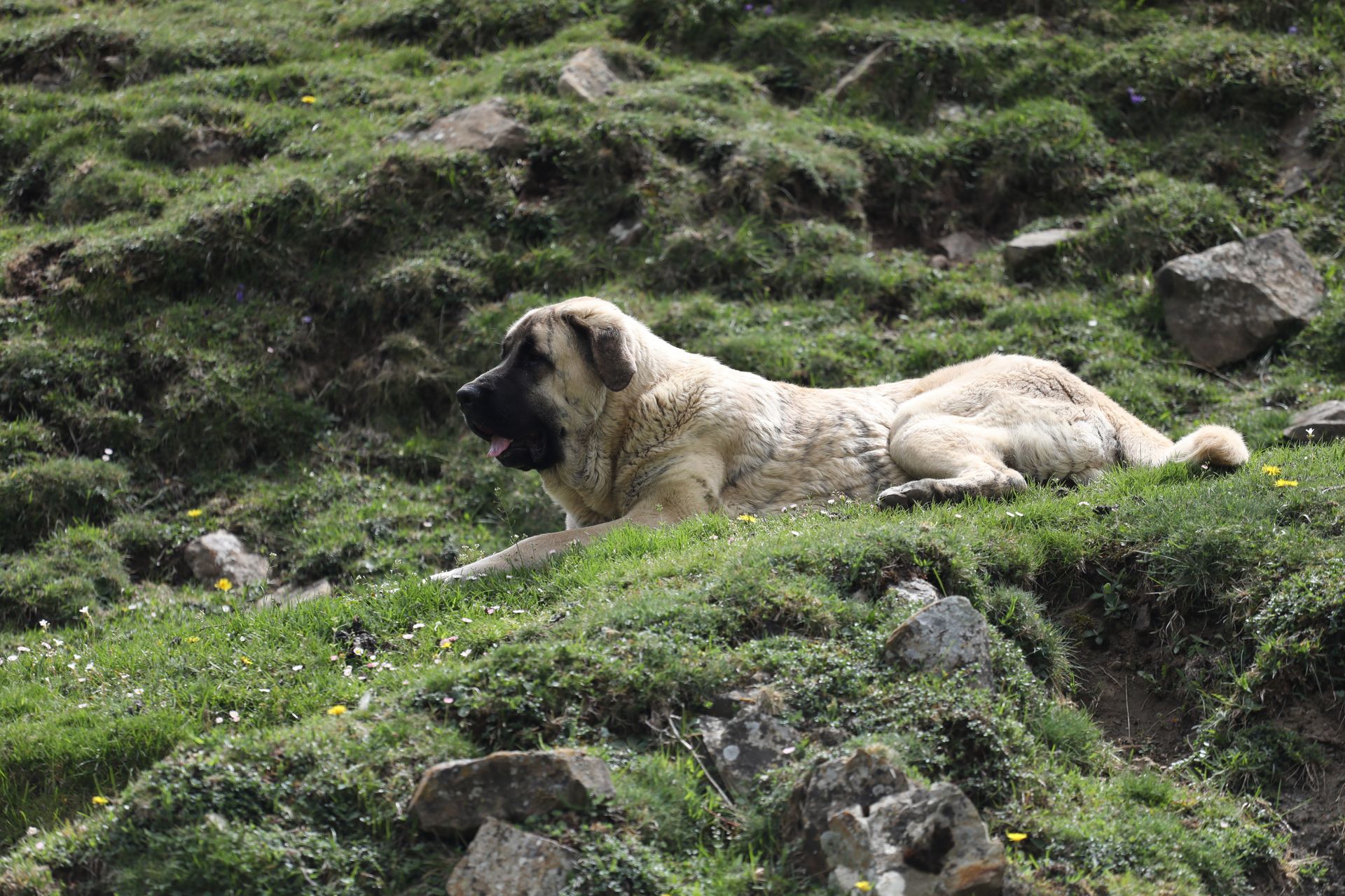 A large dog resting on a grassy hill in the Spanish mountains.