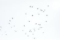 Birds in Flight Against a Minimalist Sky