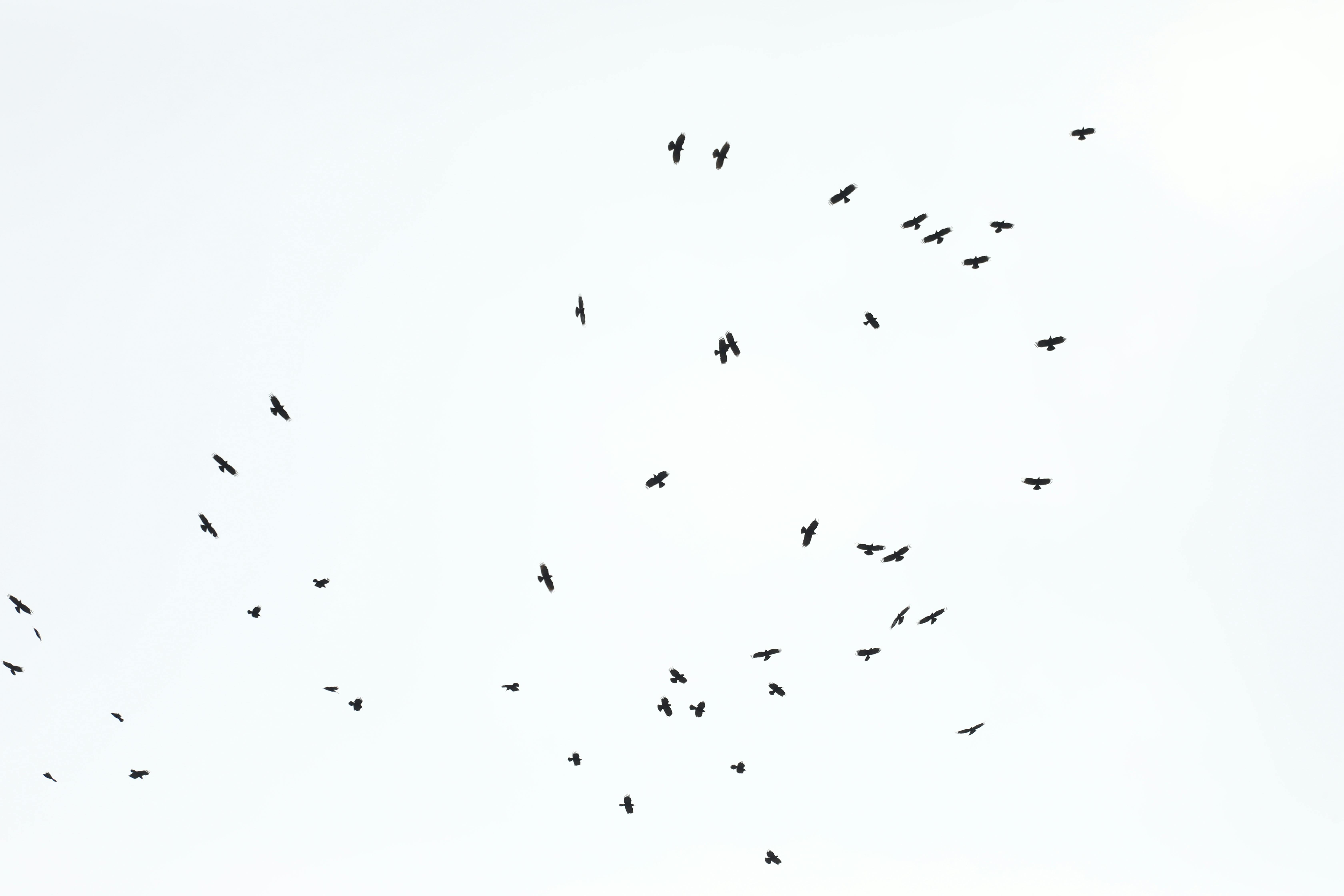Kostnadsfria En flock fåglar som graciöst flyger på en klar, minimalistisk himmel. Stock foto