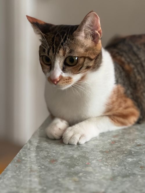 Free A relaxed domestic cat with white and brown fur rests on a marble surface indoors. Stock Photo