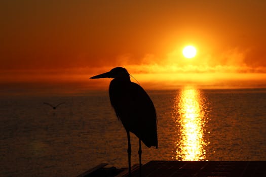 Silhouette of a heron against a vibrant sunset over the water, creating a serene and dramatic scene.