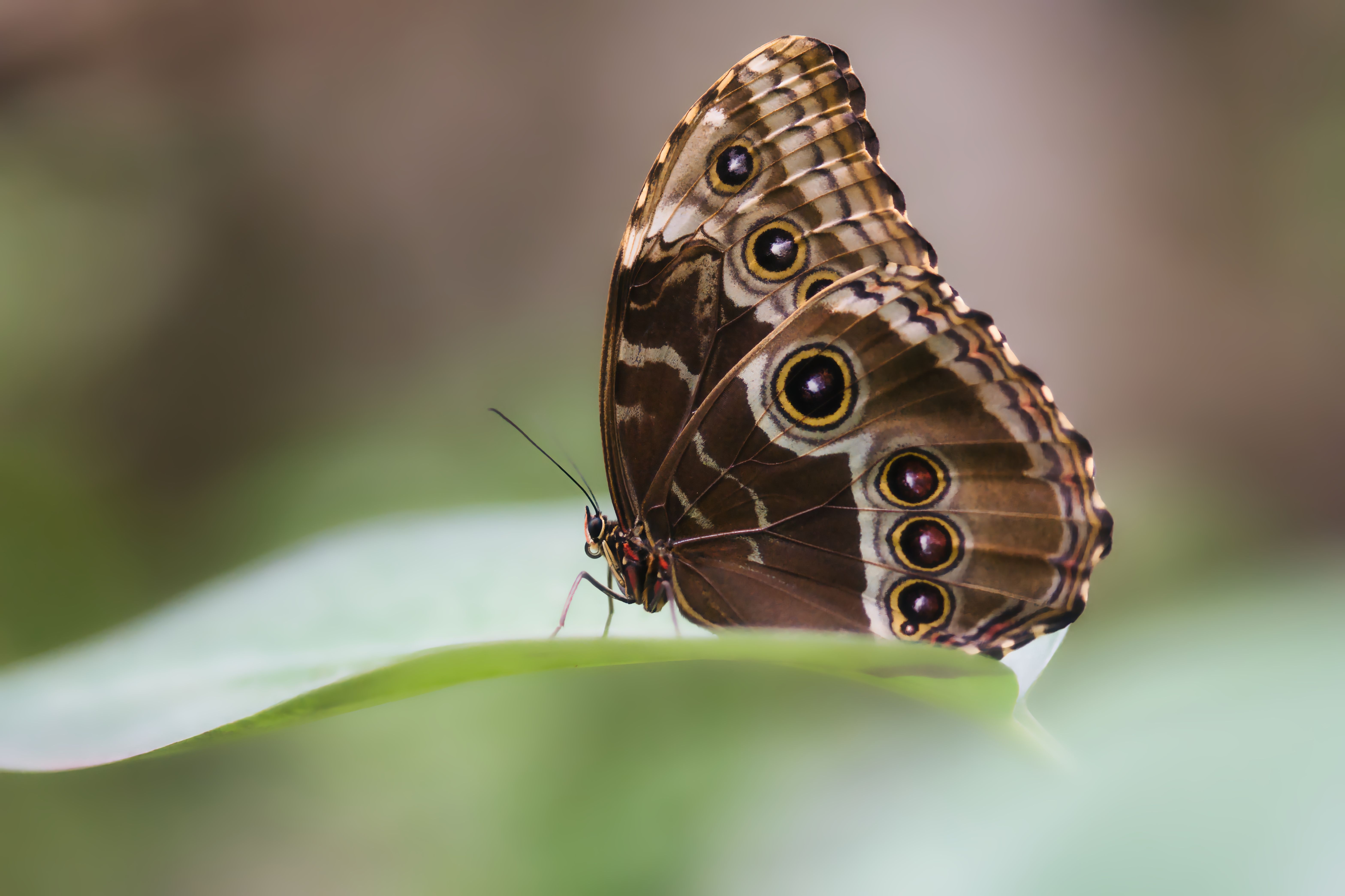 Daintree Rainforest Photos, Download The BEST