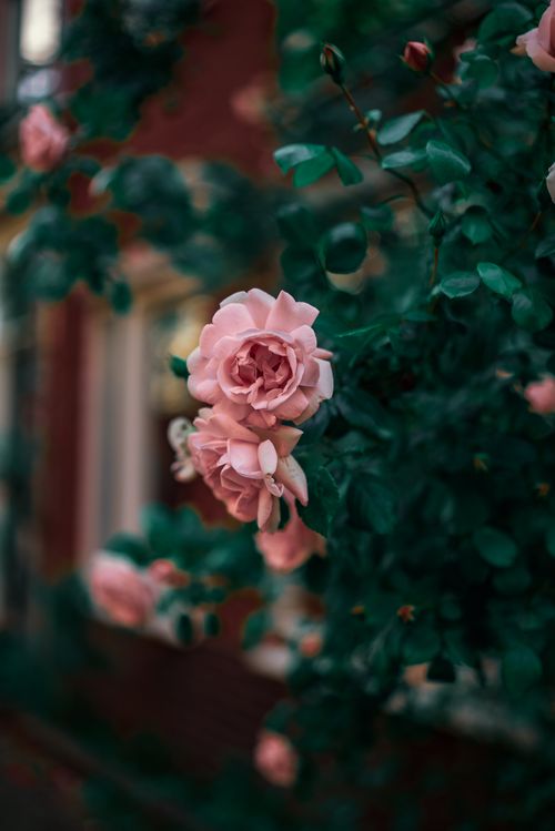 Free Enchanting pink roses with lush green leaves create an elegant, artistic ambiance. Stock Photo