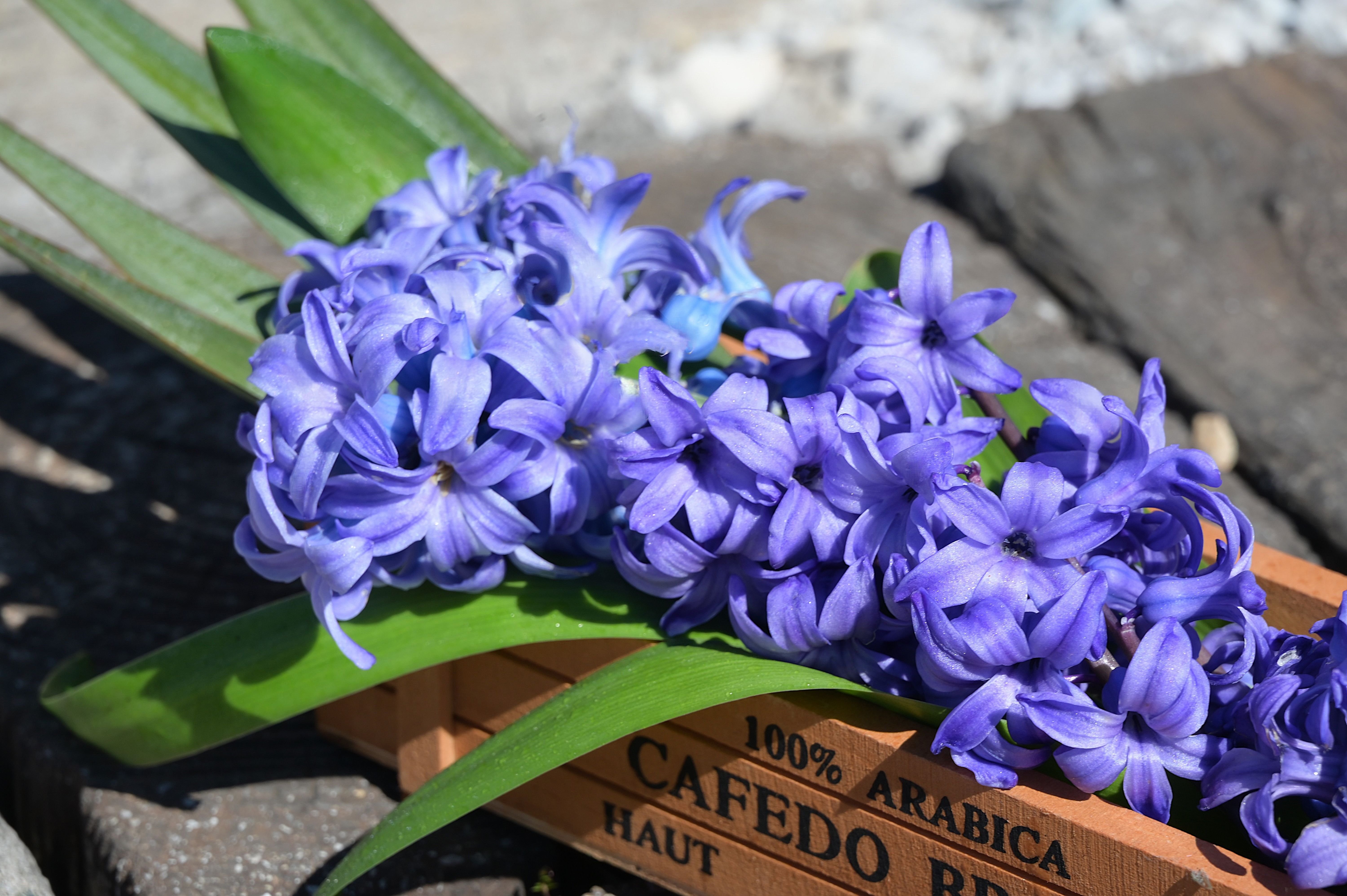 Hyacinths Flower under sunlight
