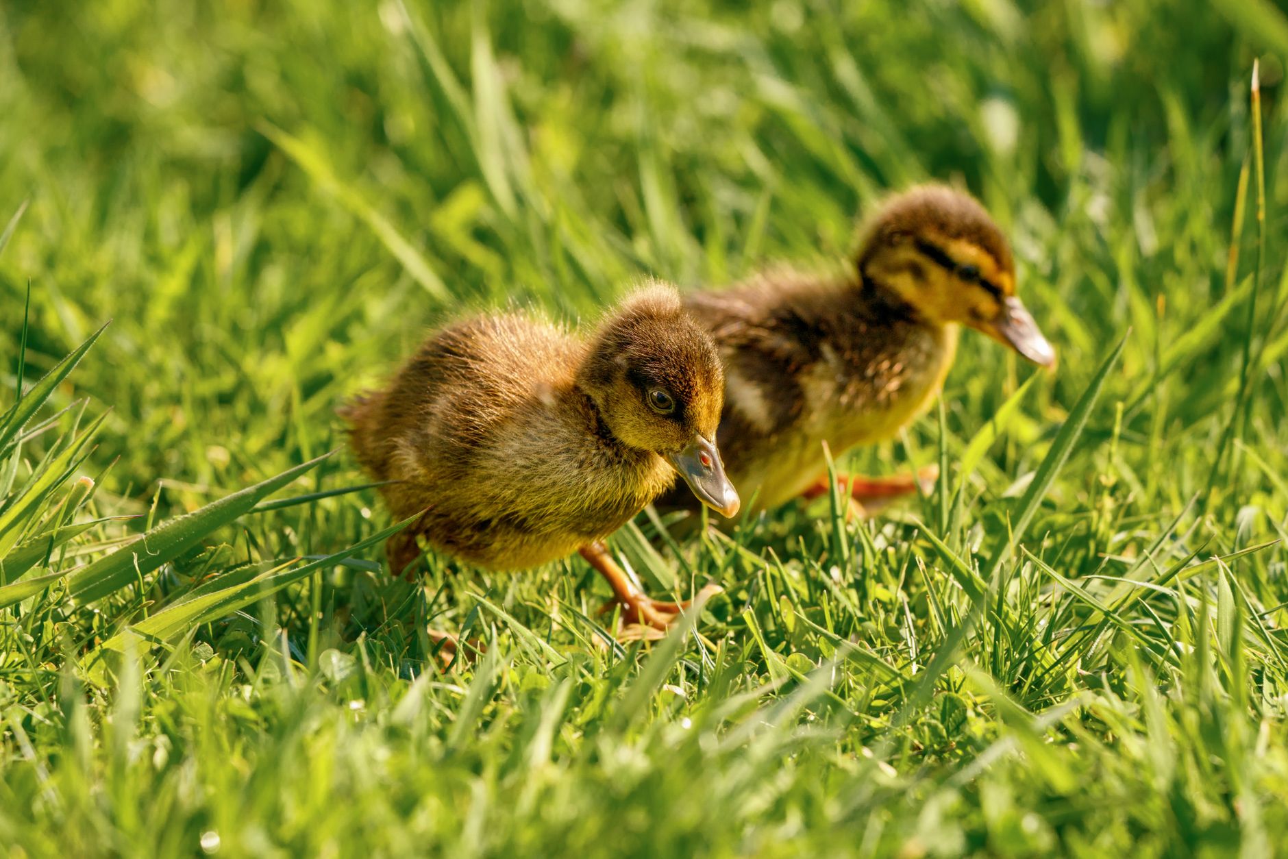 A pair of ducks waddling past