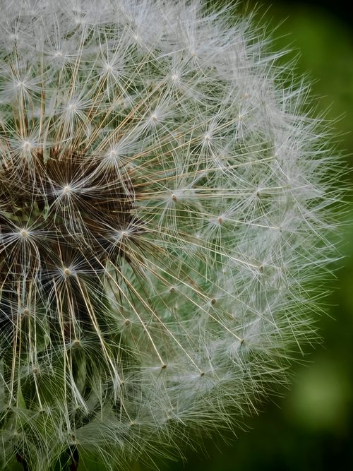 Free Detailed macro shot of a dandelion seed head with a lush green background. Stock Photo