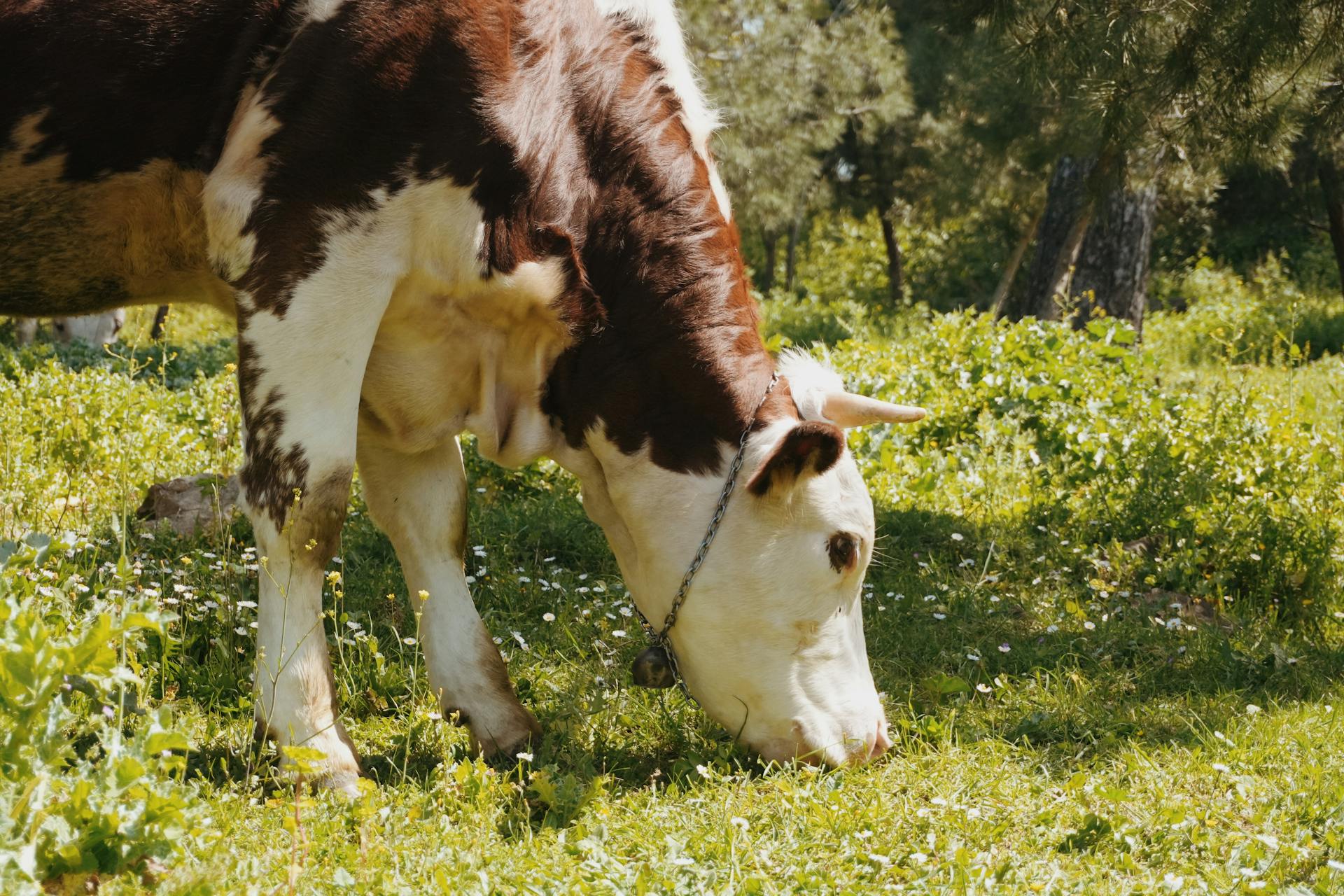 A brown and white cow grazing in a sunny, green countryside meadow.
