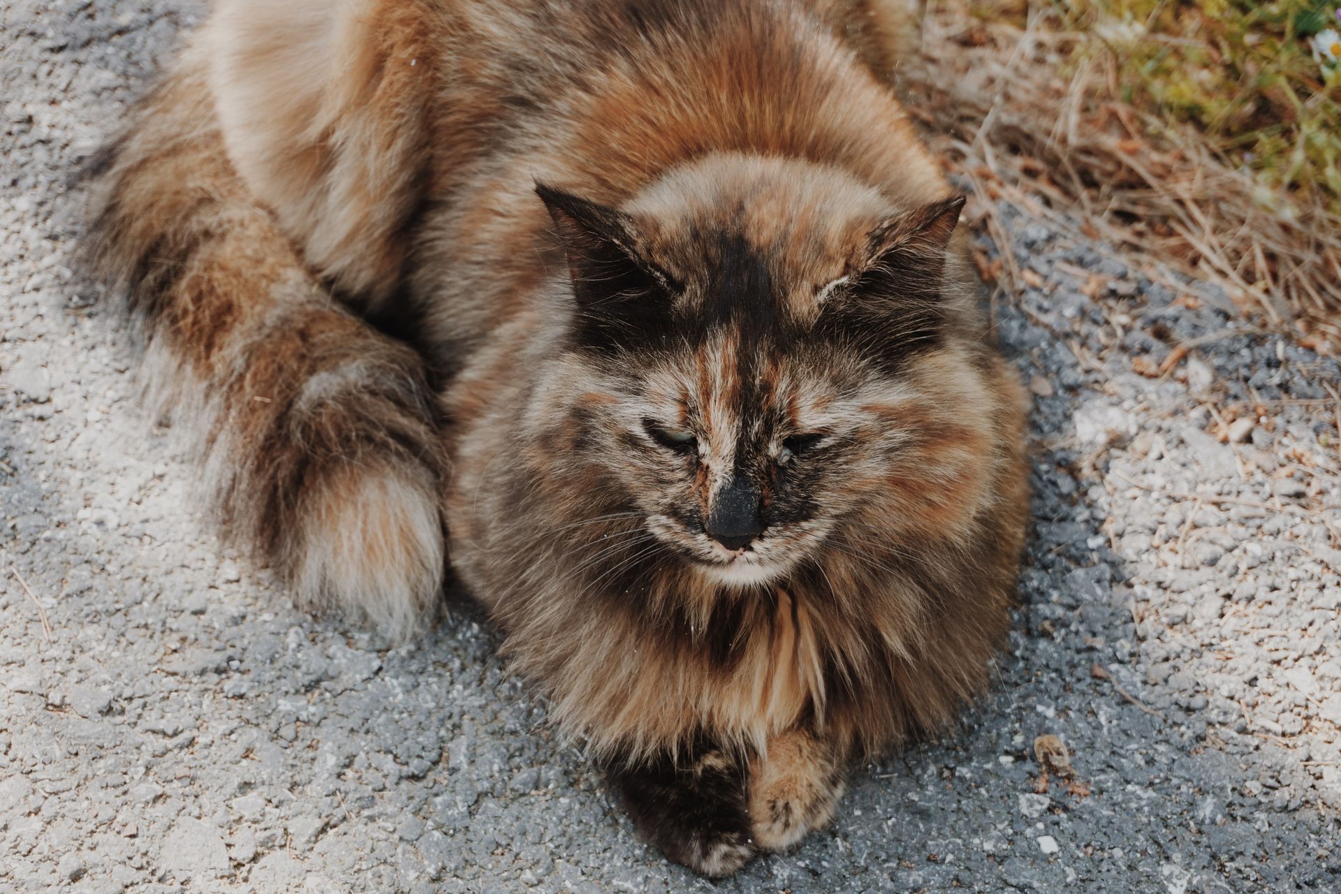 Charming portrait of a fluffy calico cat lying on a gravel path, exuding calm and warmth.