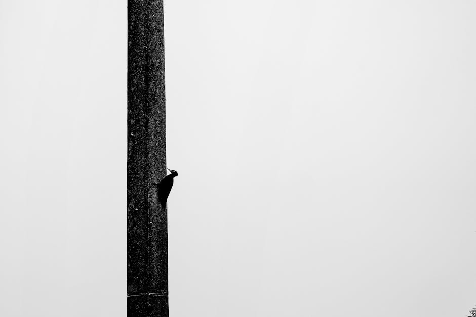 A black-and-white image of a woodpecker on a tall tree against a minimalistic background.