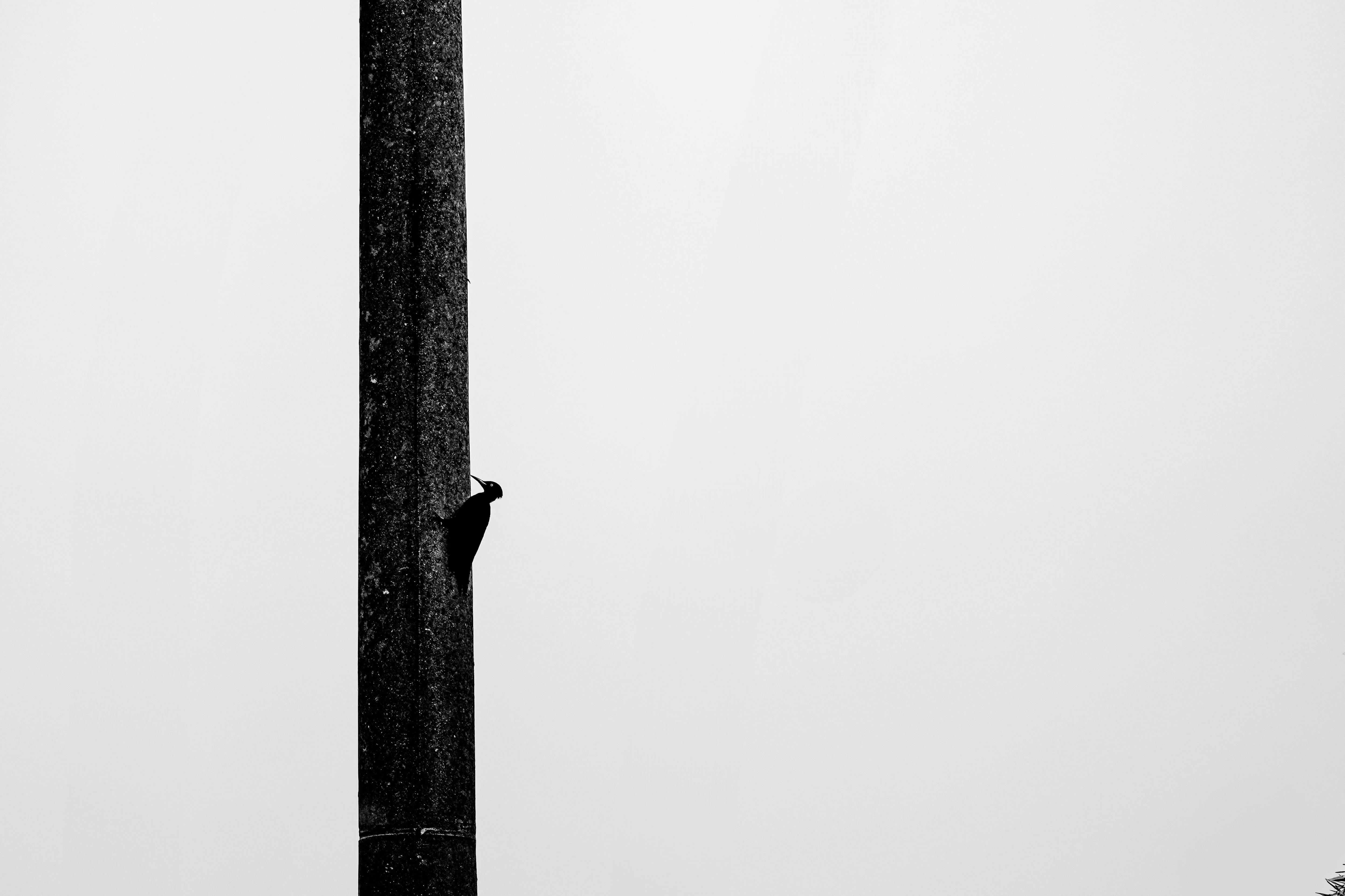 Zadarmo Čiernobiely obraz ďatľa na vysokom strome na minimalistickom pozadí. Fotka z fotobanky