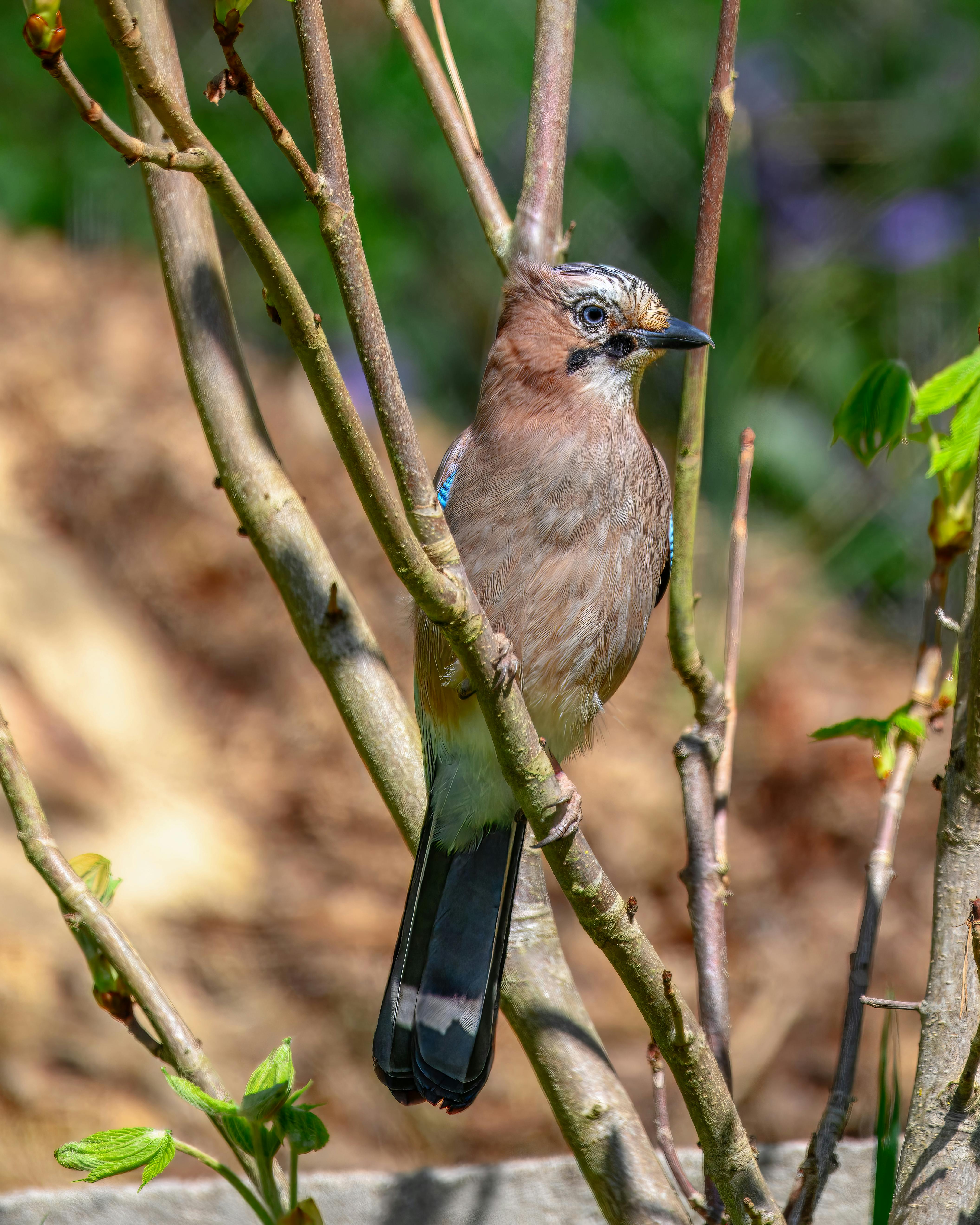 Bailey Jay Photos, Download The BEST Free Bailey Jay Stock Photos & HD