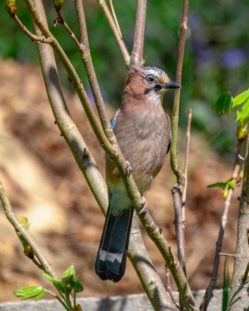 Free Close-up of a Eurasian Jay (Garrulus glandarius) resting on a branch outdoors in the vibrant spring season. Stock Photo