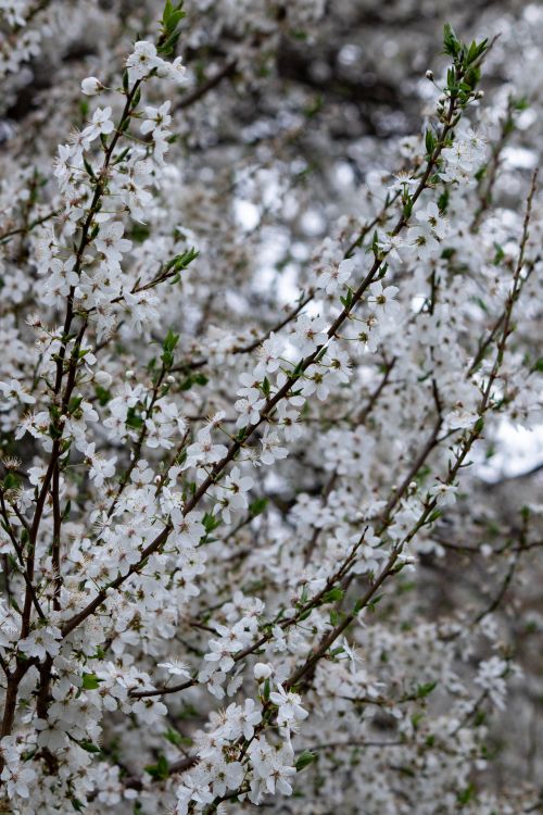 Free Beautiful white blossoms on tree branches herald the arrival of spring in Lutsk, Ukraine. Stock Photo
