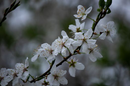 Beautiful white spring flowers in bloom on a tree branch in Lutsk, Ukraine.