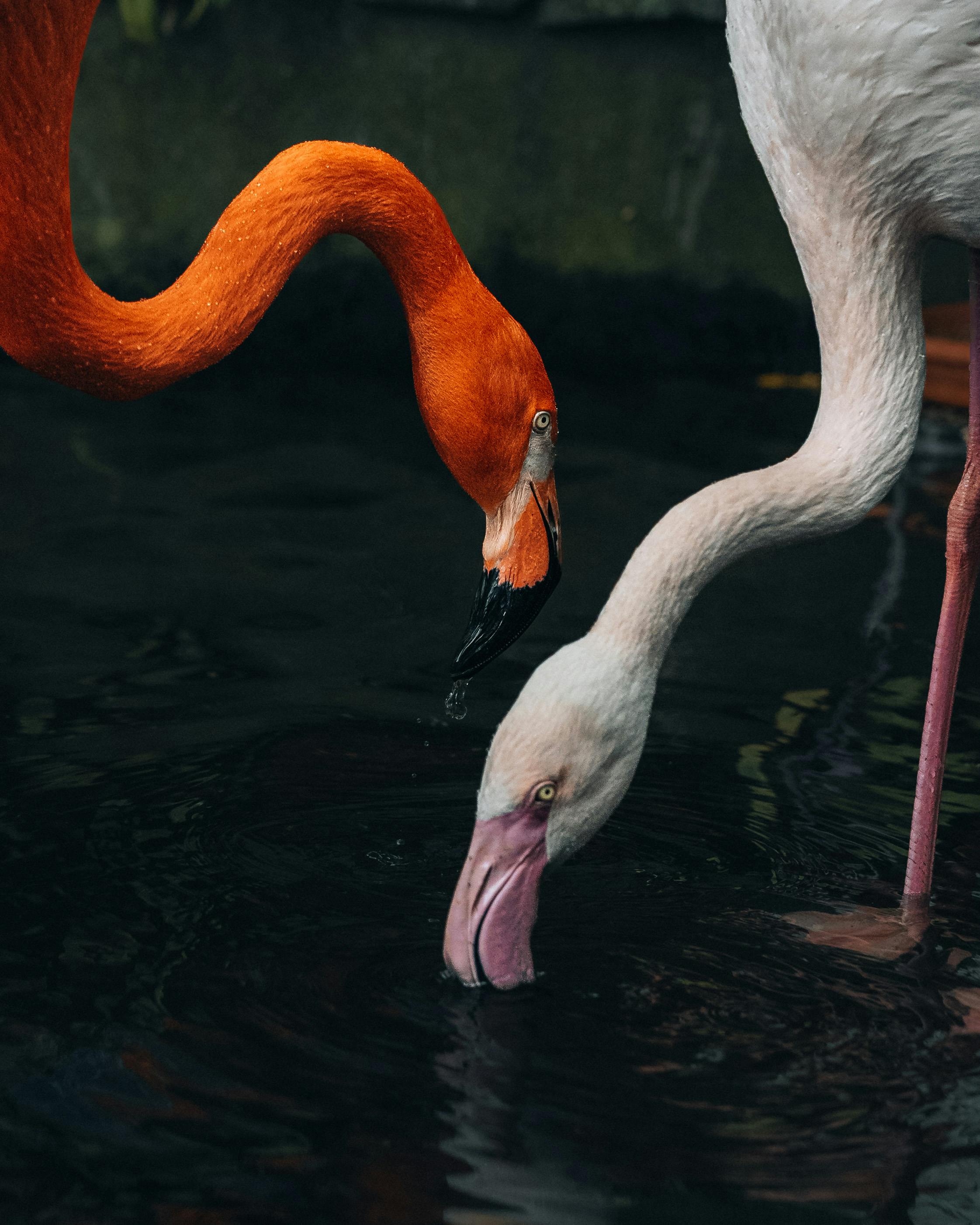 Two flamingos with striking colors feeding by the water in Madeira, Portugal.