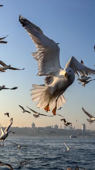 A flock of seagulls soaring above the ocean with a city skyline in the background at sunset.