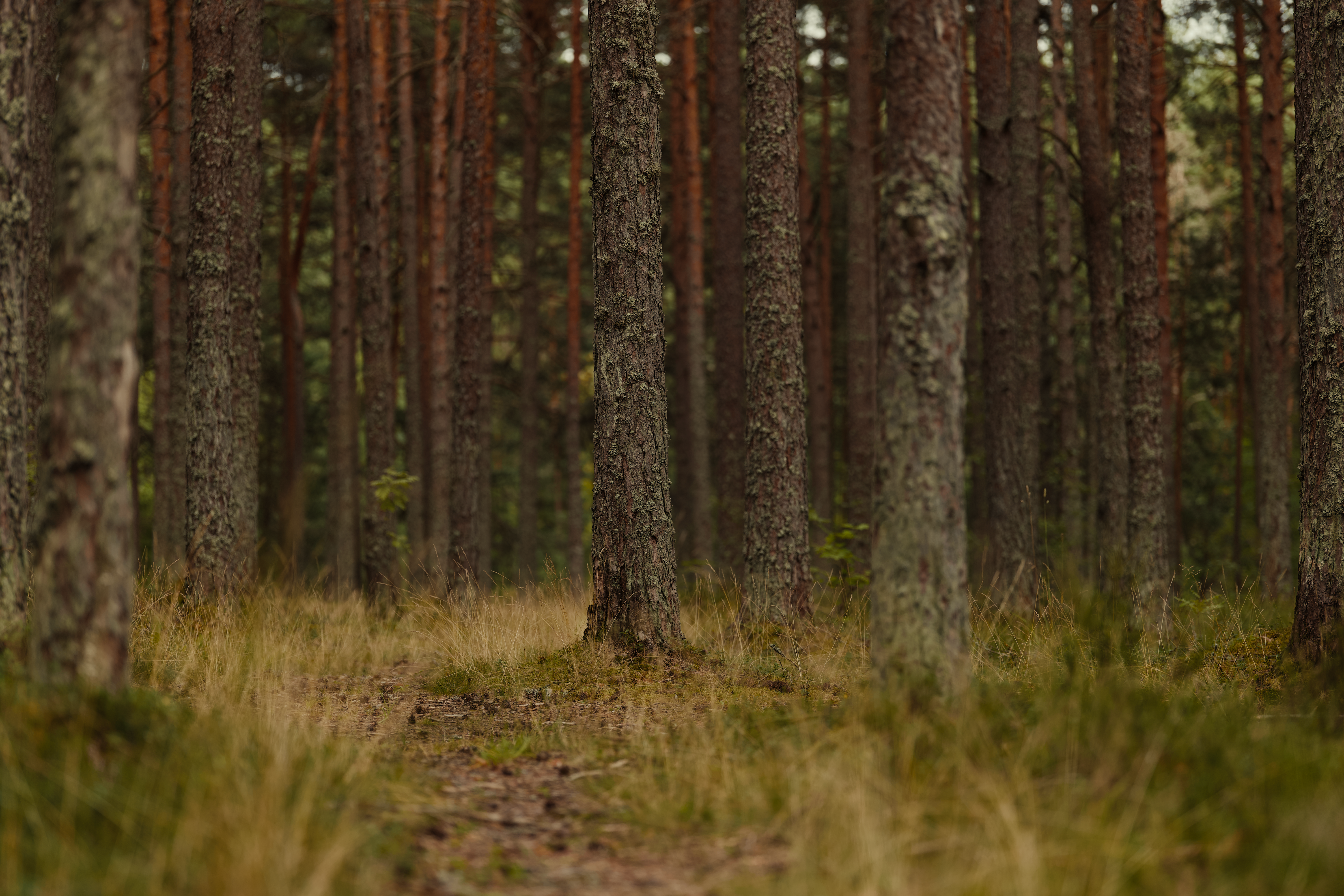 Serene Forest Path Among Tall Pine Trees · Free Stock Photo
