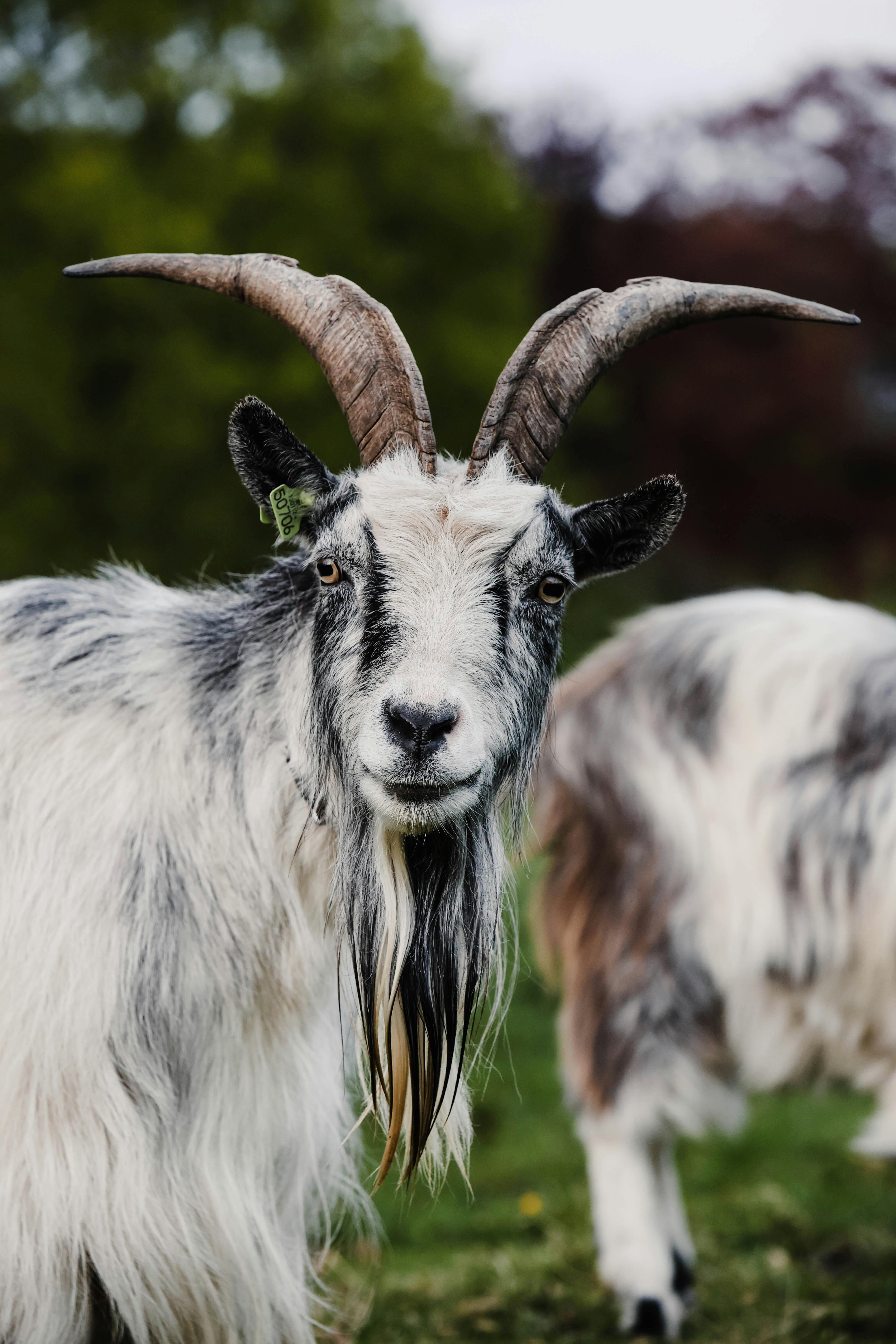 Gratuit Confrontation Avec Une Chèvre Photos