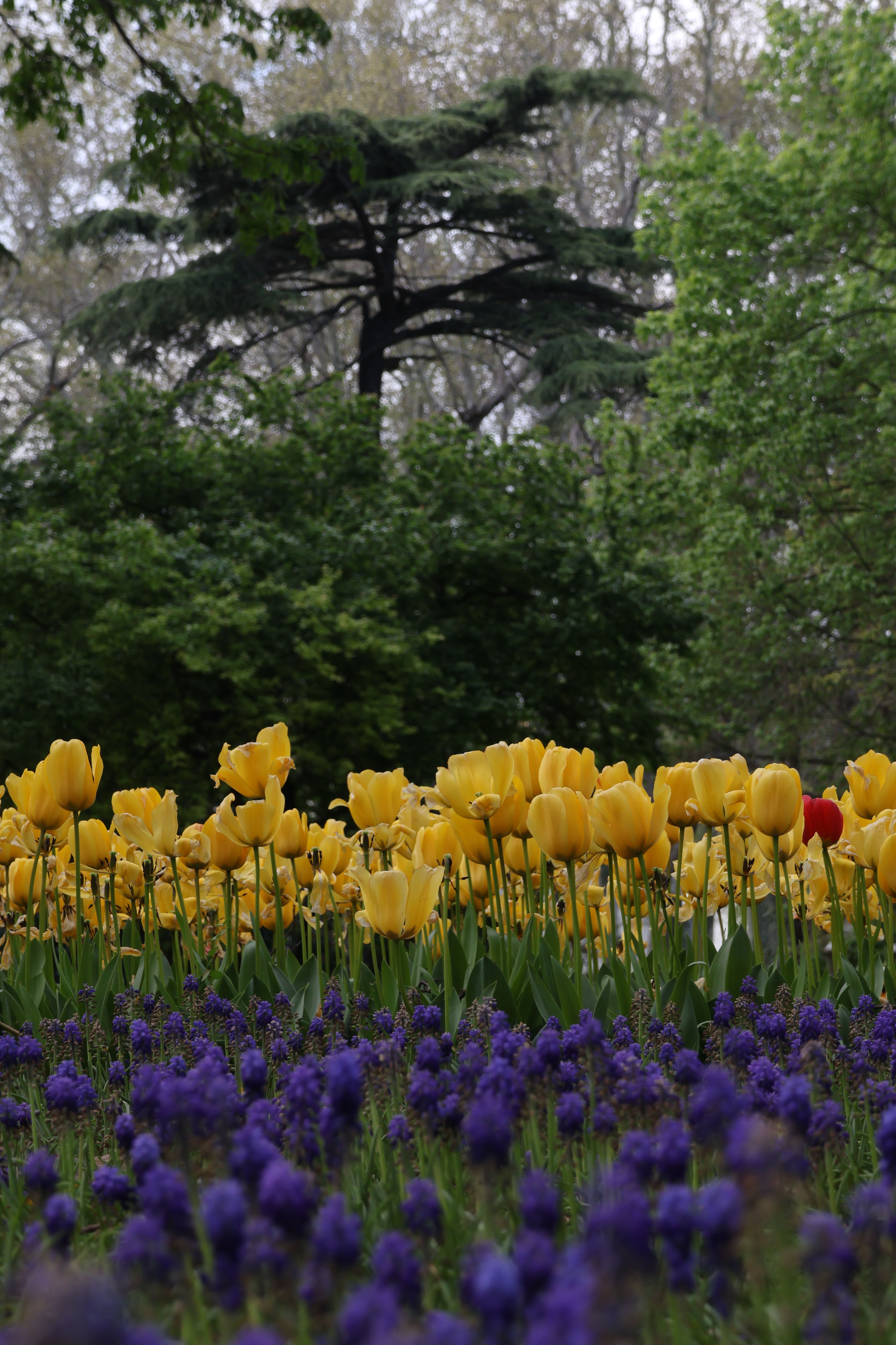 Vibrant Spring Tulips in a Lush Garden Setting · Free Stock Photo