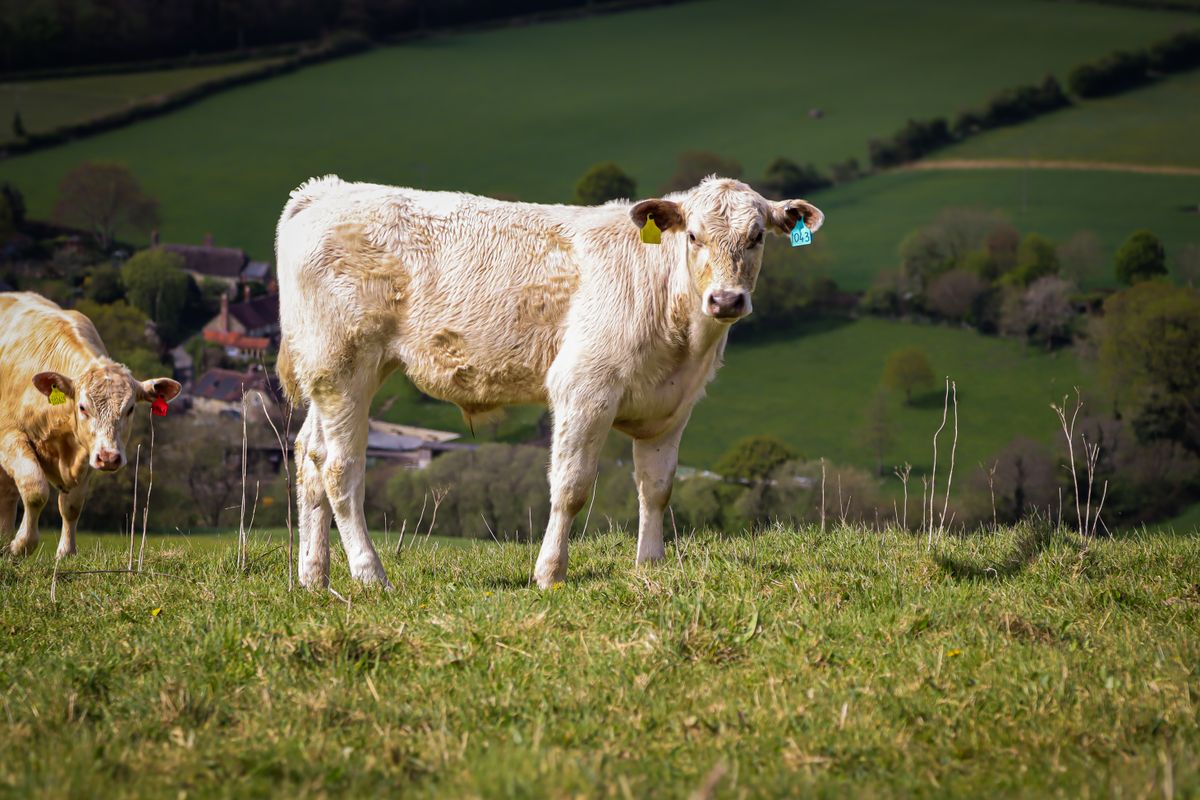 The Abattoir