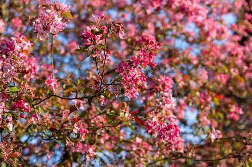 Free Beautiful pink blossoms on a tree with vibrant spring colors. Stock Photo