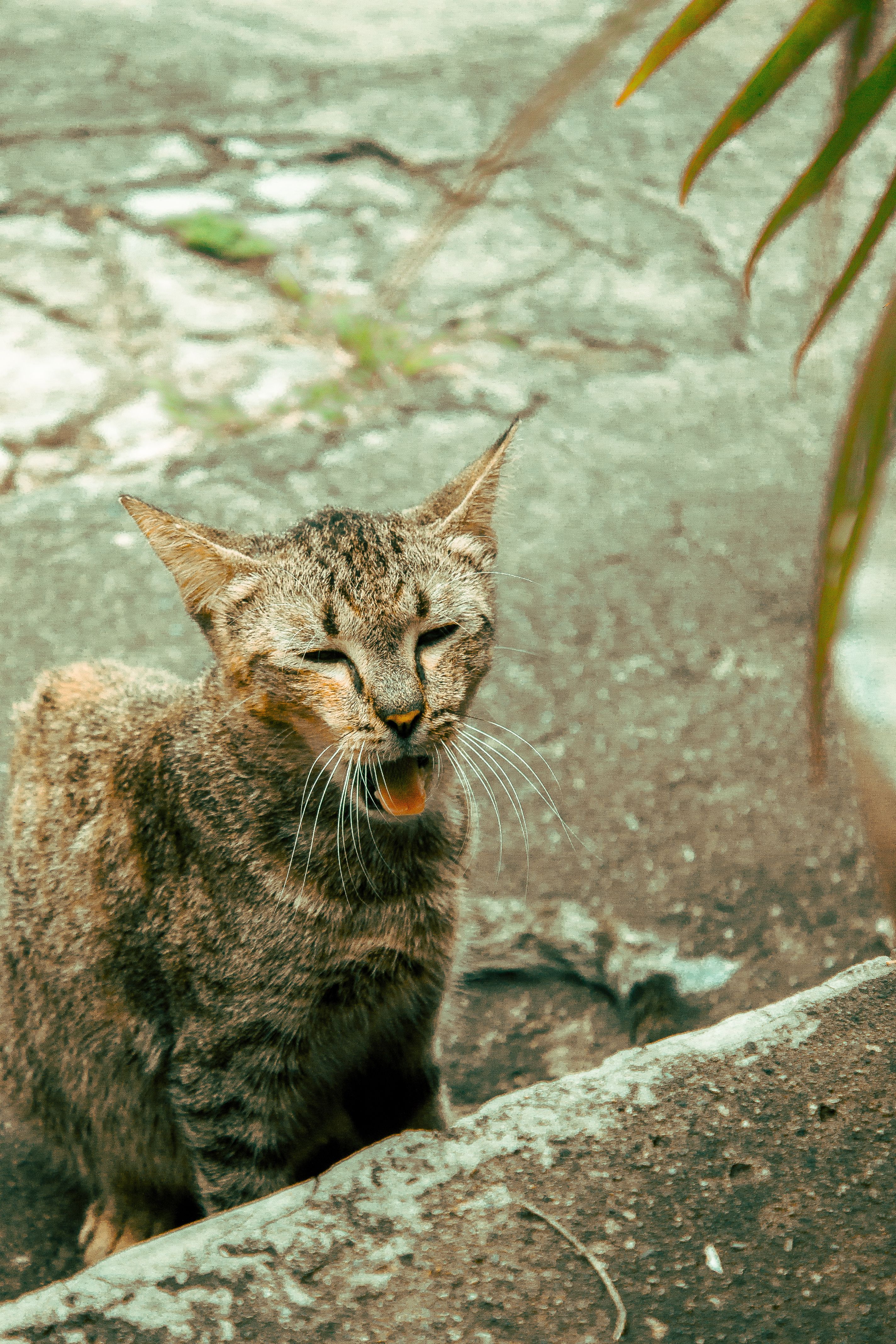 一只棕色虎斑猫在户外的混凝土上打哈欠，展现了猫科动物的野生习性