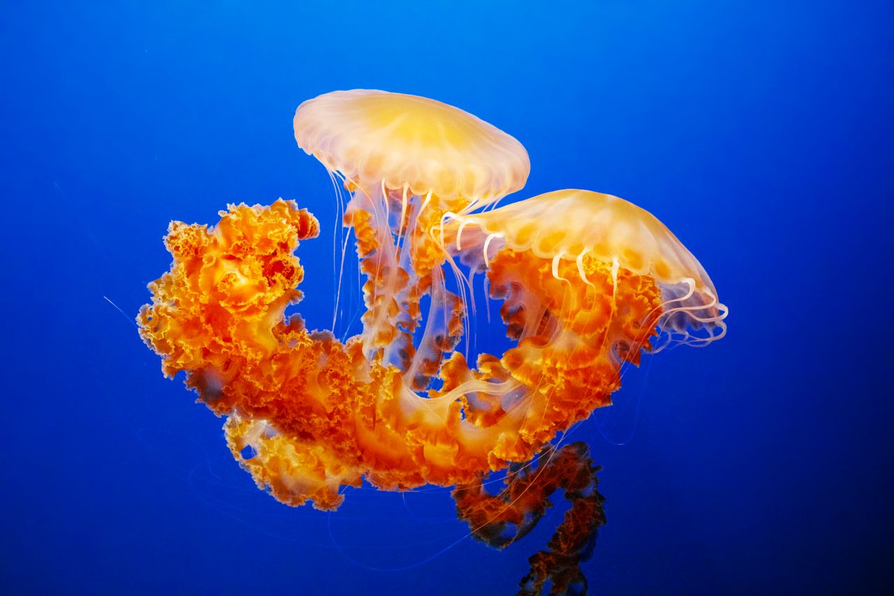 stunning image of two vibrant orange jellyfish gracefully floating in