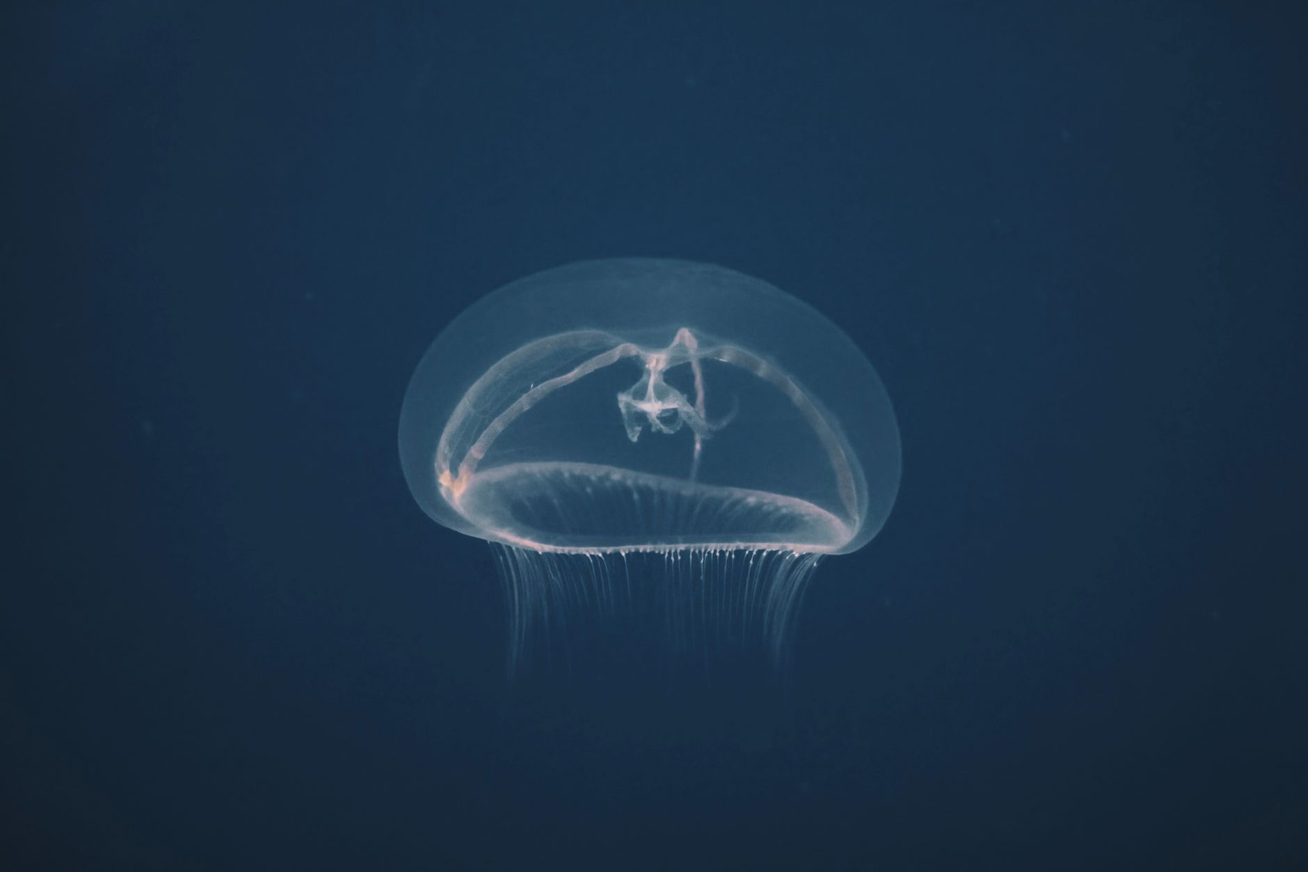 Turritopsis dohrnii jellyfish life cycle — Curiosidades