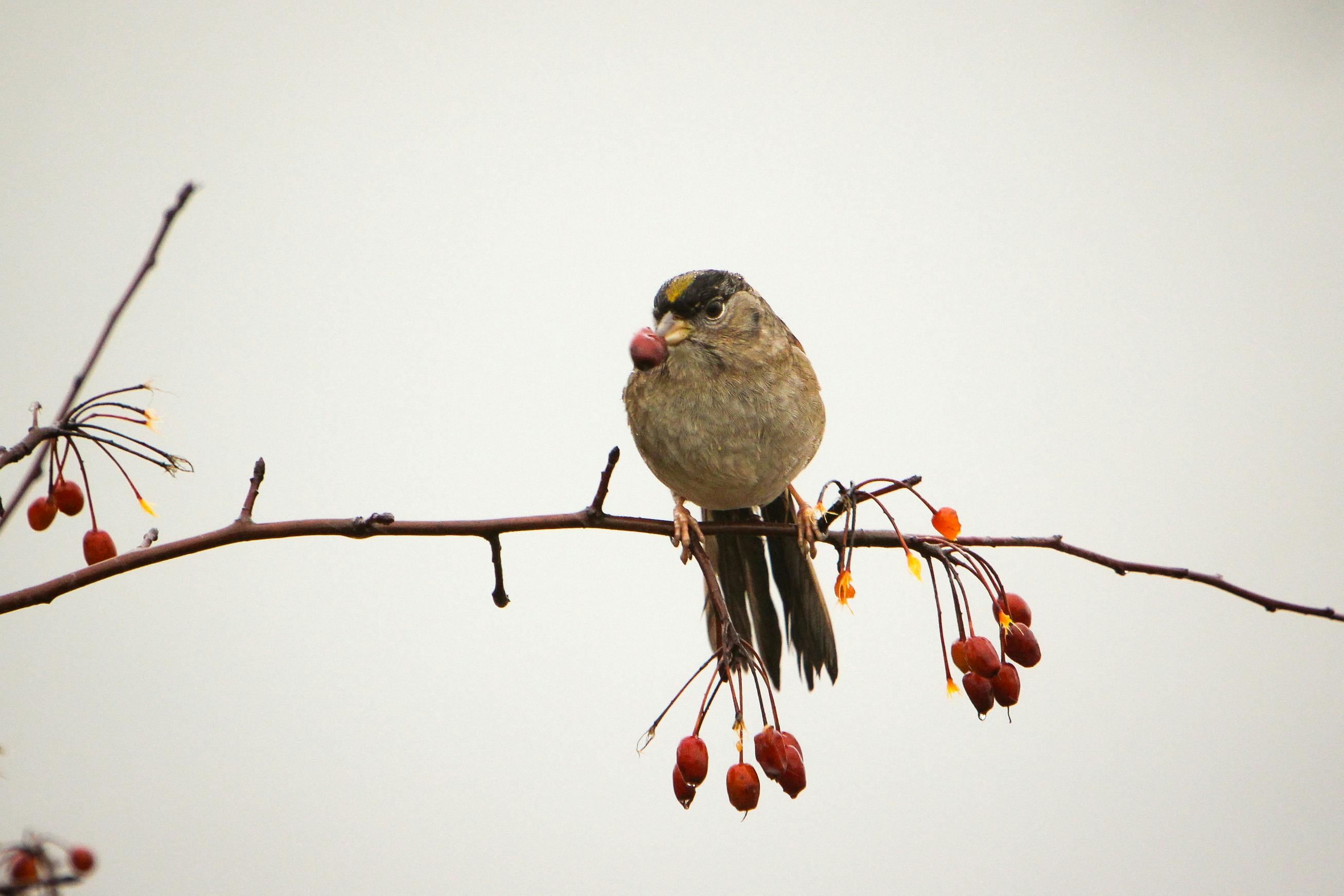 Charming sparrow perched on a branch with bright red berries in DuPont, Washington.