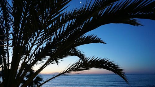 Free stock photo of marbella, palms, spain Stock Photo