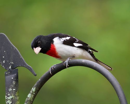 Free A vibrant Rose-breasted Grosbeak perched on a garden arch in Athens, Alabama. Stock Photo