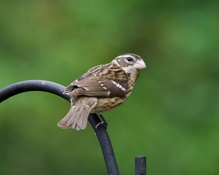 Close-up of a Rose-breasted Grosbeak perched on a metal pole in a natural setting, Athens, Alabama.