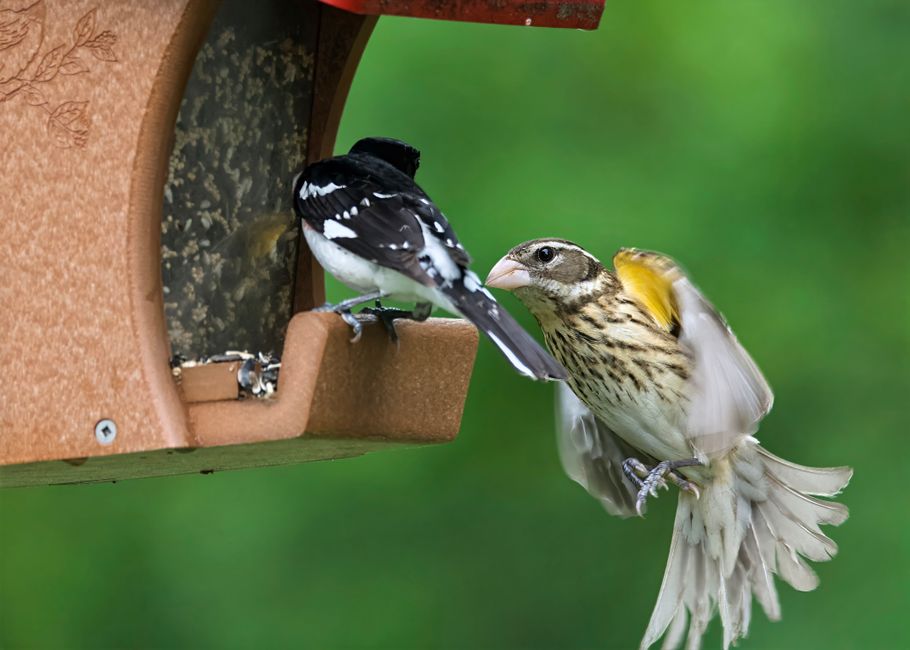 Understanding Different Bird Species