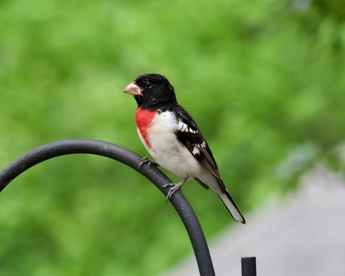 Free Close-up of a Rose-breasted Grosbeak perched outdoors in an Alabama garden. Stock Photo
