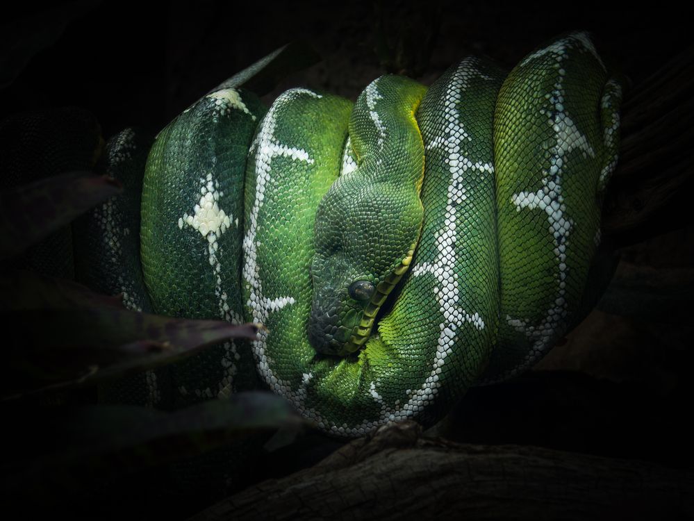 Lime Green Tree Python Green Tree Python Coiled in Dark Rainforest · Free Stock Photo