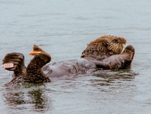 Free A sea otter (Enhydra lutris) relaxes on its back in tranquil waters. Stock Photo