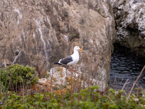 Carmel By The Sea, United States photo 16