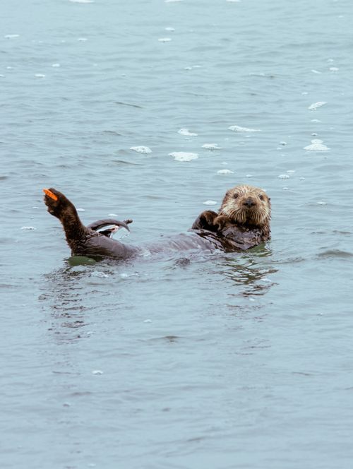 Free A charming sea otter floating on its back in the tranquil coastal waters of California. Stock Photo