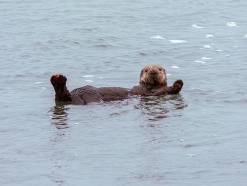 Free A sea otter floating peacefully in the ocean off the coast of California. Stock Photo