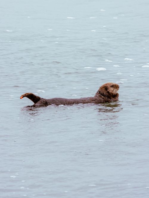 Free A sea otter rests peacefully on the ocean surface, showcasing wildlife in California. Stock Photo