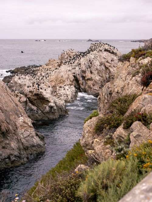 Free Seabirds perched on rocky cliffs by the ocean at Carmel-by-the-Sea, California. Stock Photo
