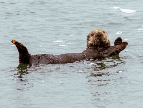 Free Relaxed sea otter floating in Monterey Bay at Moss Landing, California. Stock Photo