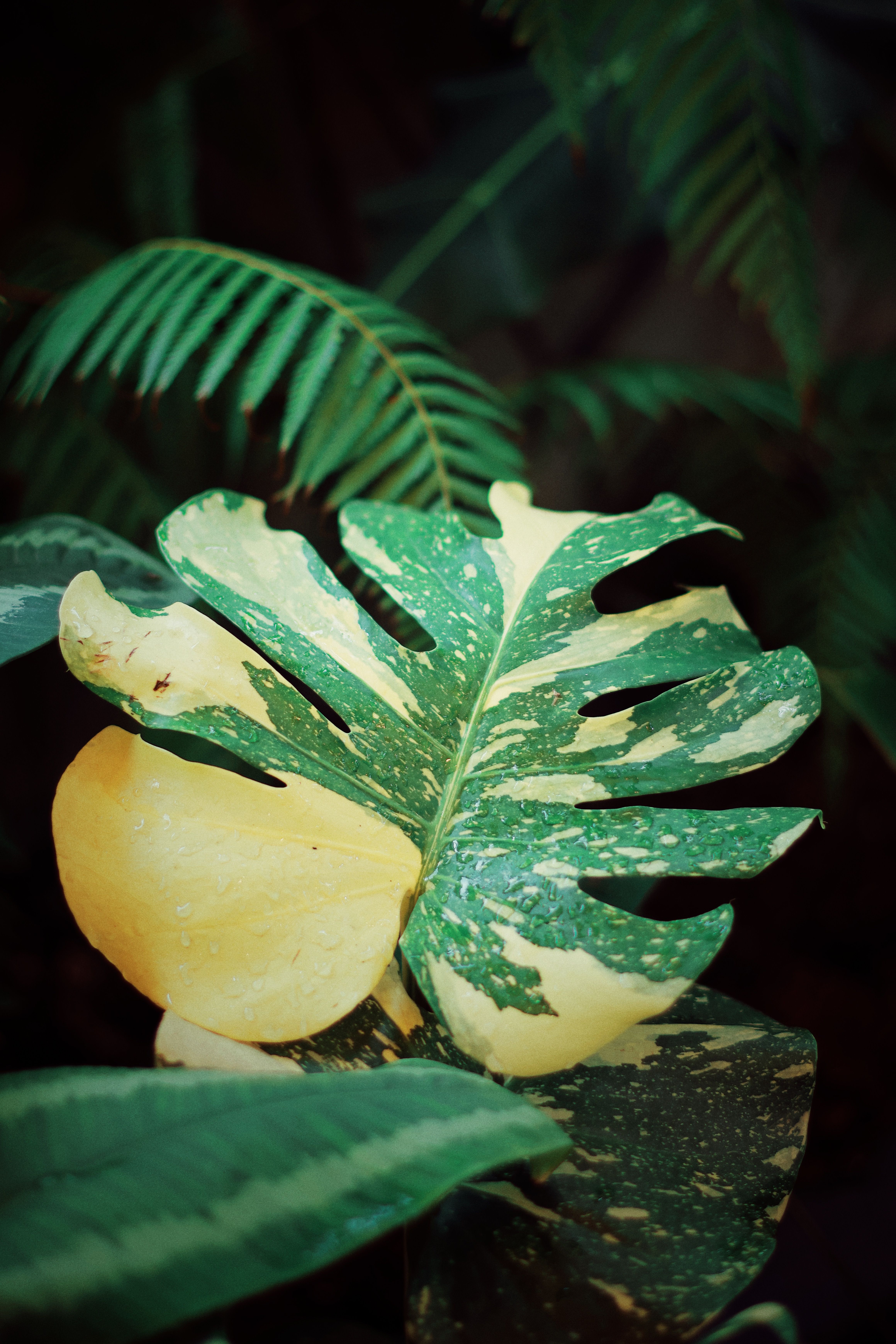 Monstera Variegata Photos, Download The BEST Free Monstera Variegata Stock  Photos & HD Images