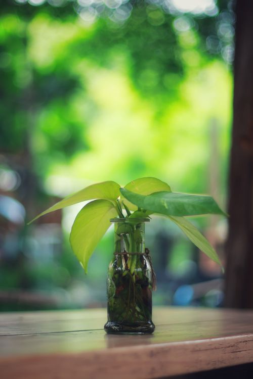 Free A green plant in a small glass jar placed on a wooden table, set against a blurred green background. Stock Photo