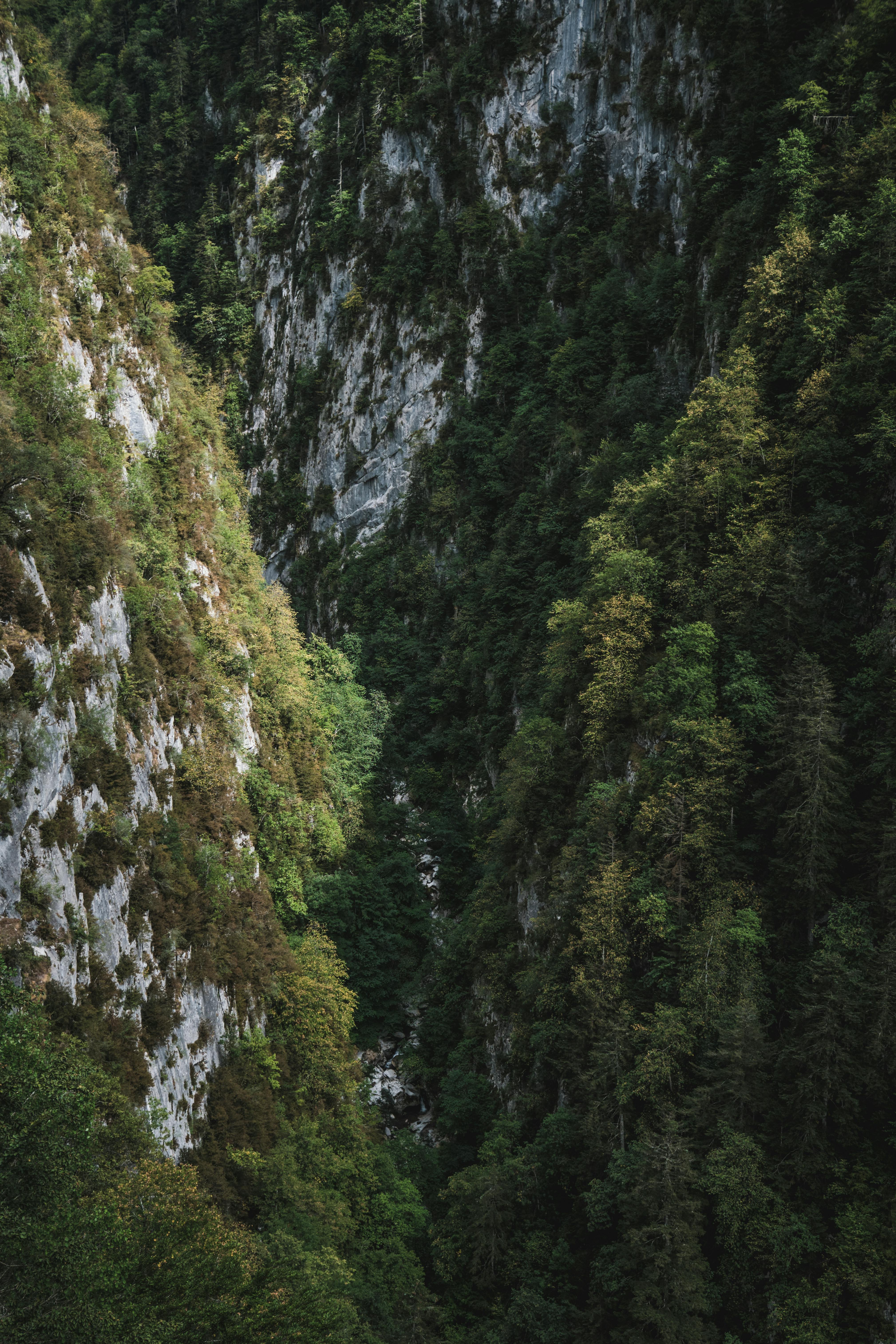 Breathtaking view of a lush gorge in Etsaut, France, showcasing rugged cliffs and dense greenery.