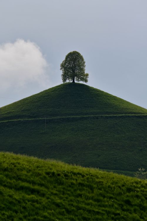 Free A lone tree atop a green hill under a blue sky, evoking serenity and isolation. Stock Photo